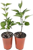Easy to Grow Syringa Lilac Sensation - 2 Potted Plants in Quart Grower Pots, Flowers Magenta Purple Edged in White in Spring