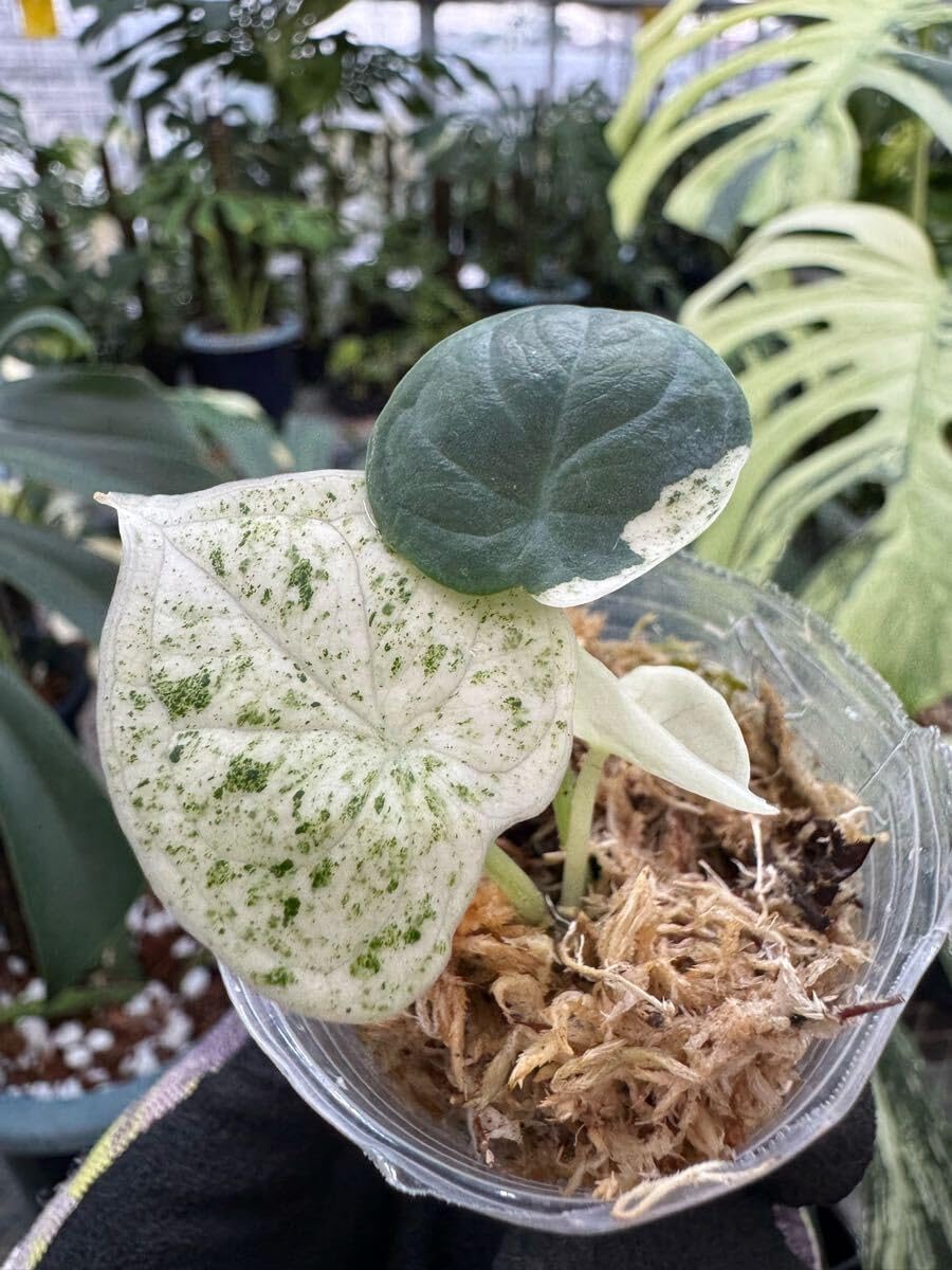 アロカシア ドラゴンスケールミント 2本セット アロカシア ドラゴン