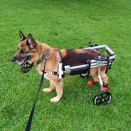 Cora Pet Remolques Carritos Silla de Ruedas para Perros Grande 35-60 KG