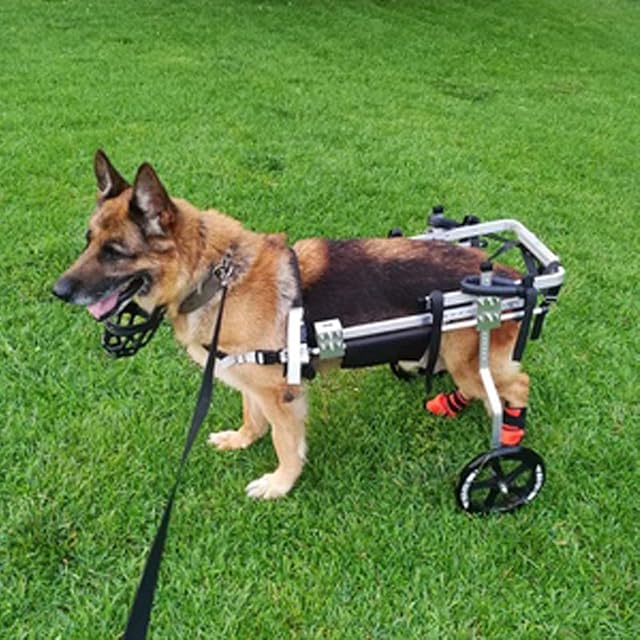 Cora Pet Remolques Carritos Silla de Ruedas para Perros Grande 35-60 KG