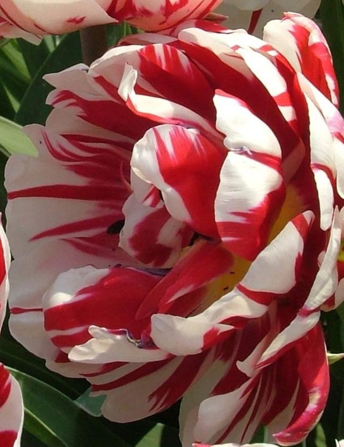 Cioler 10Stk Pfingstrosen Samen (Paeonia lactiflora) Blumensamen stark