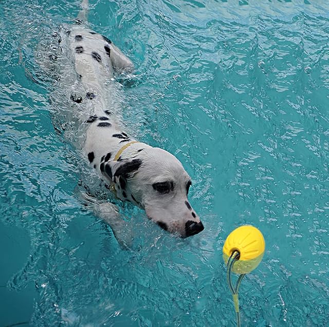 Foto 3 de 7 de Pelota para Perro con Cuerda, Bola de Entrenamiento para Perros de Espuma, Bola Flotante para Perros