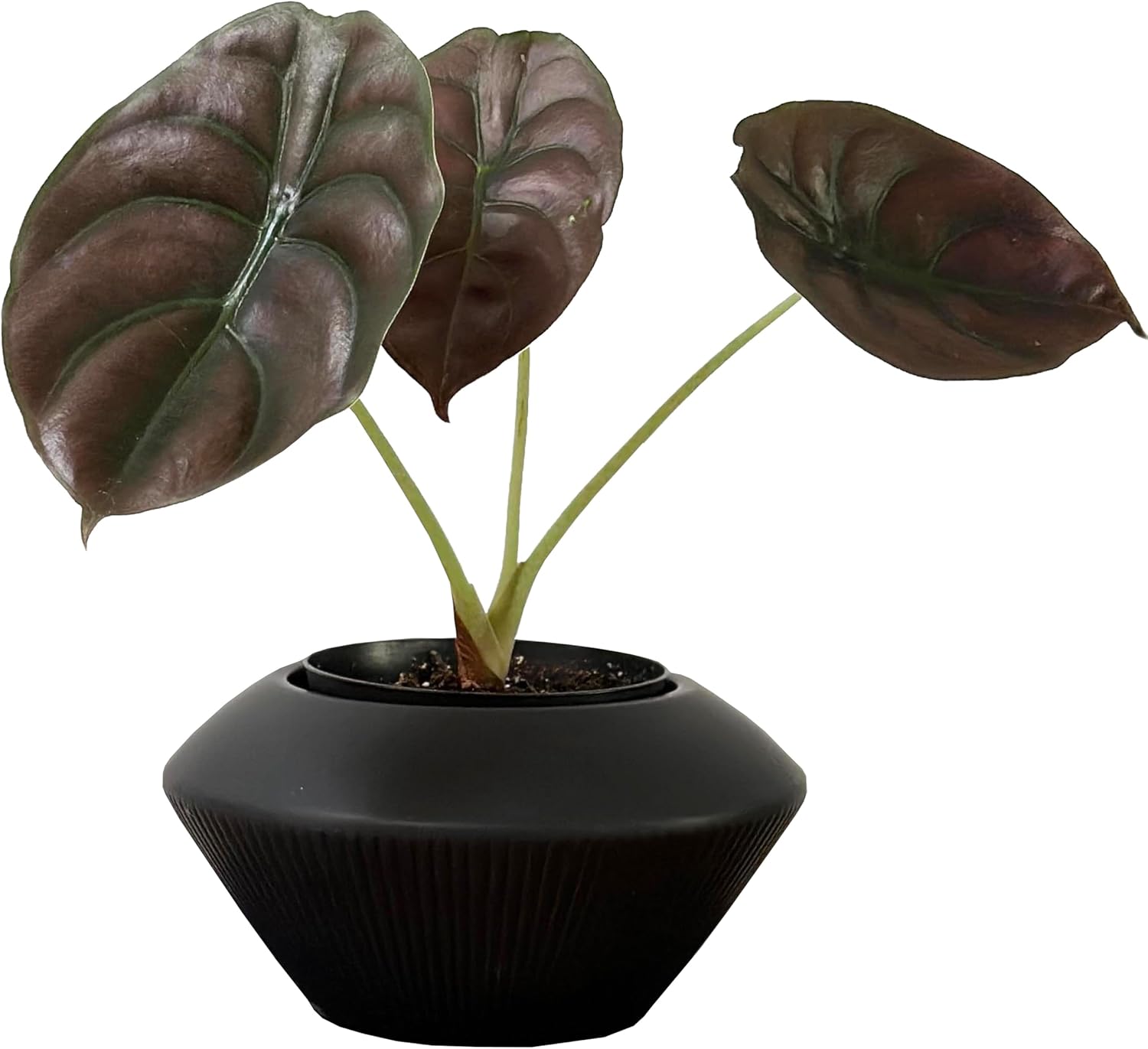 Admired by Nature 7.5" Ceramic Flower Planter Decorative Pot - for Home Decor, Succulents, Indoor Gardens, Organization, Display - Black