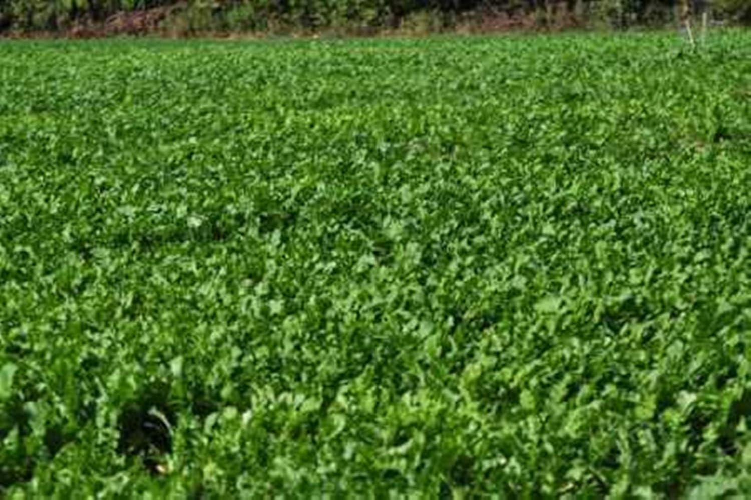 Whitetail Institute Winter Peas Plus Deer Food Plot Seed, Superior Cool Season Forage Designed to Maximize Deer Attraction into The Late Season, Very Cold Tolerant, 11 lbs (.25 Acre)