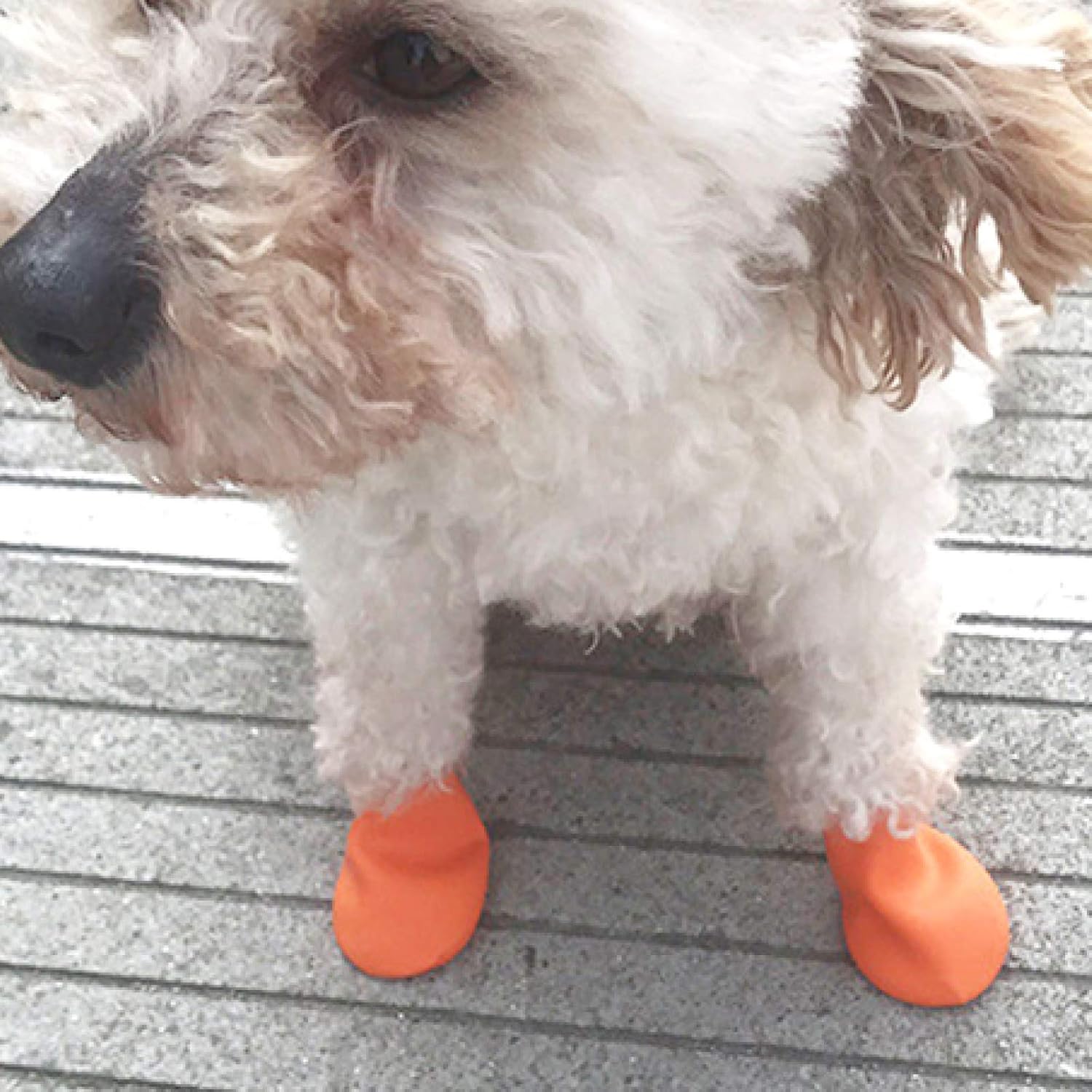 dog balloon boots