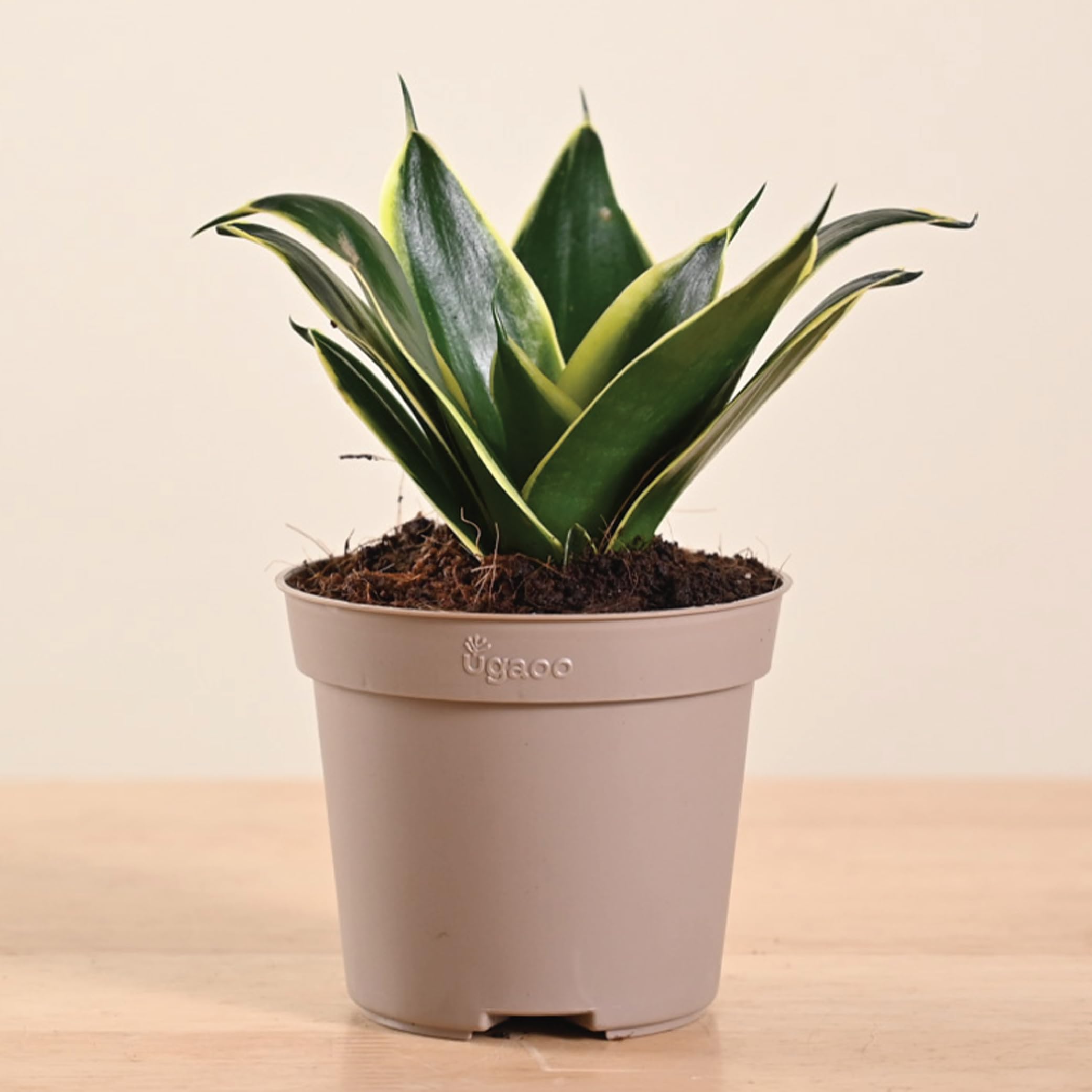 Ugaoo Sansevieria Golden Hahnii Snake Live Plant With Grow Pot
