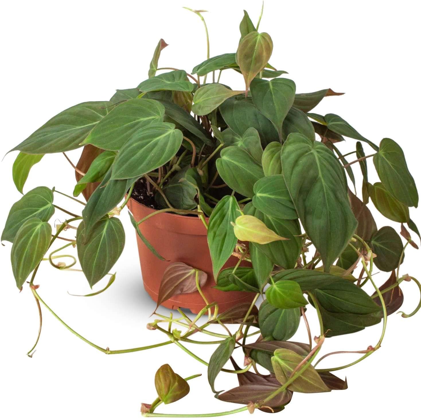 Philodendron Velvet Live Plant for Indoor | Different Houseplants in 4'' & 6'' Pot | Real House Plant for Living Room, Office & Bathroom | Micans Heart-Leaf | Sweetheart Hederaceum