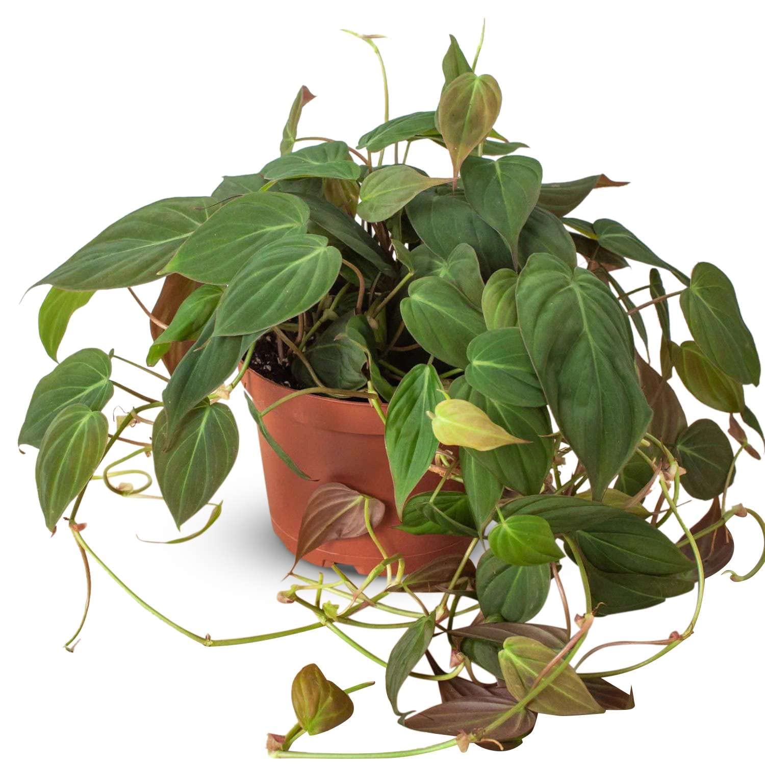 Thirsty Leaves Philodendron Velvet