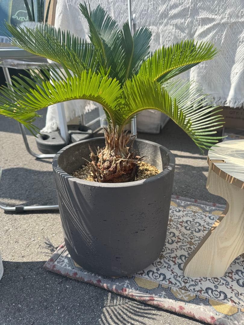 ソテツ　蘇轍　南国植物　鉢付き　熱帯植物　観葉植物　奄美蘇轍　底穴　大株 Amazon｜ソテツ 蘇轍 南国植物 鉢 熱帯植物 観葉植物 奄美蘇轍 底穴 大