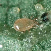 Vista 4 de Natures Good Guys - Amblyseius swirskii (4.000 ácaros por botella)