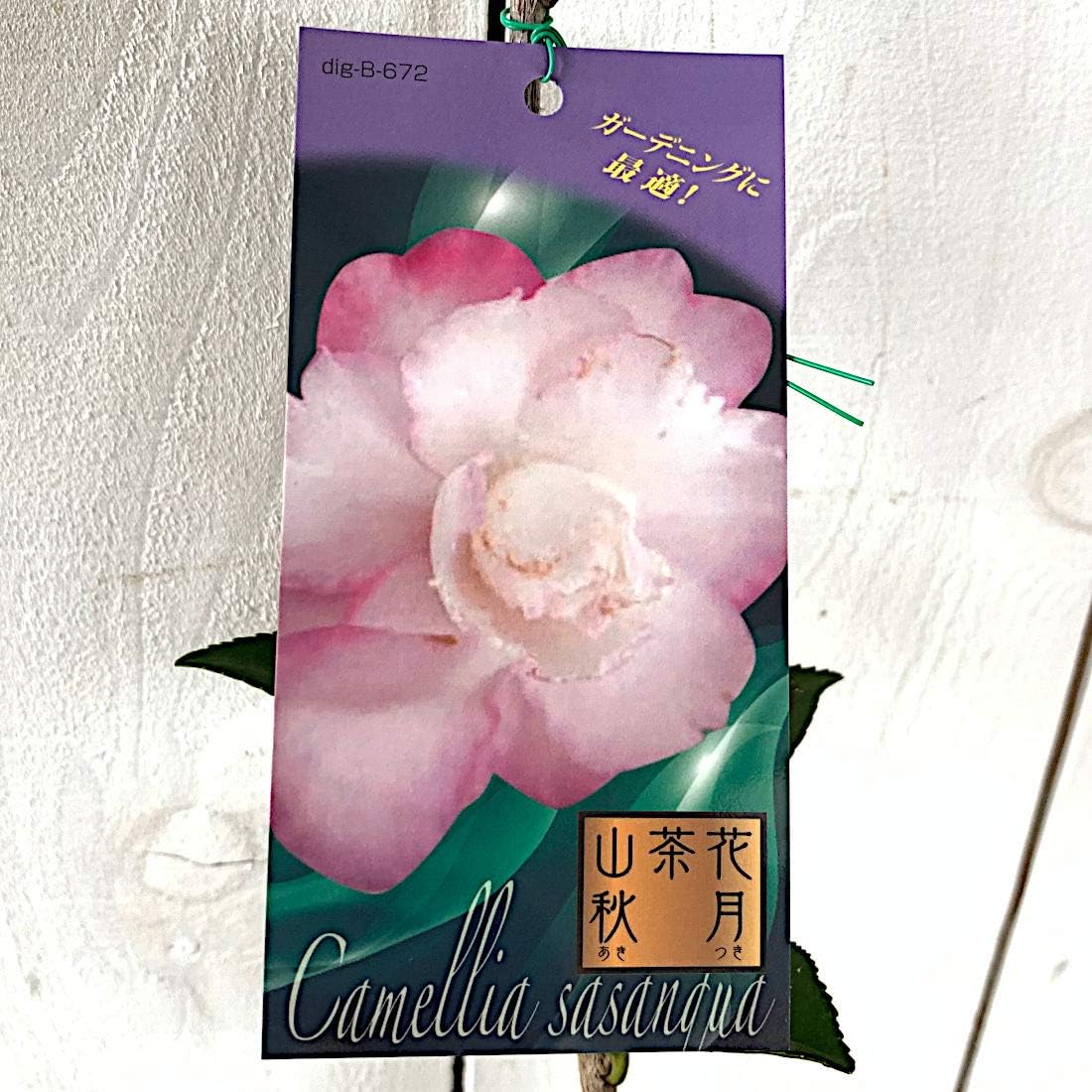 Amazon サザンカ 苗木 秋月 12cmポット苗 さざんか 苗 山茶花 果物