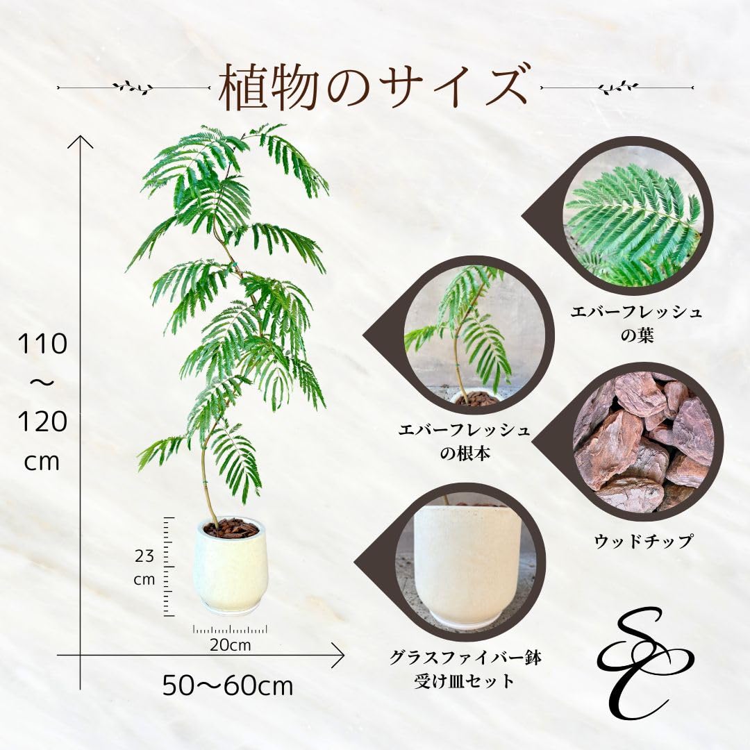 Amazon｜SUZUHA エバーフレッシュ 観葉植物 本物 曲がり仕立て 7号