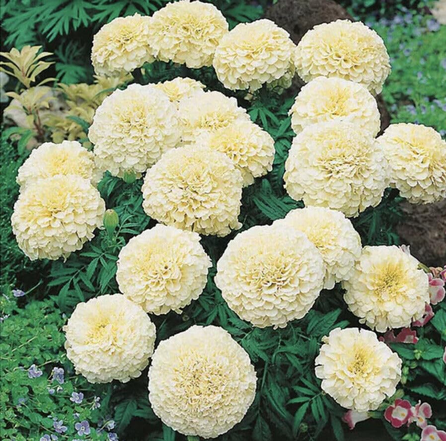 Buy4seeds 20 TAGETES ERECTA Marigold Seeds - White Ball Easy for Grow Garden