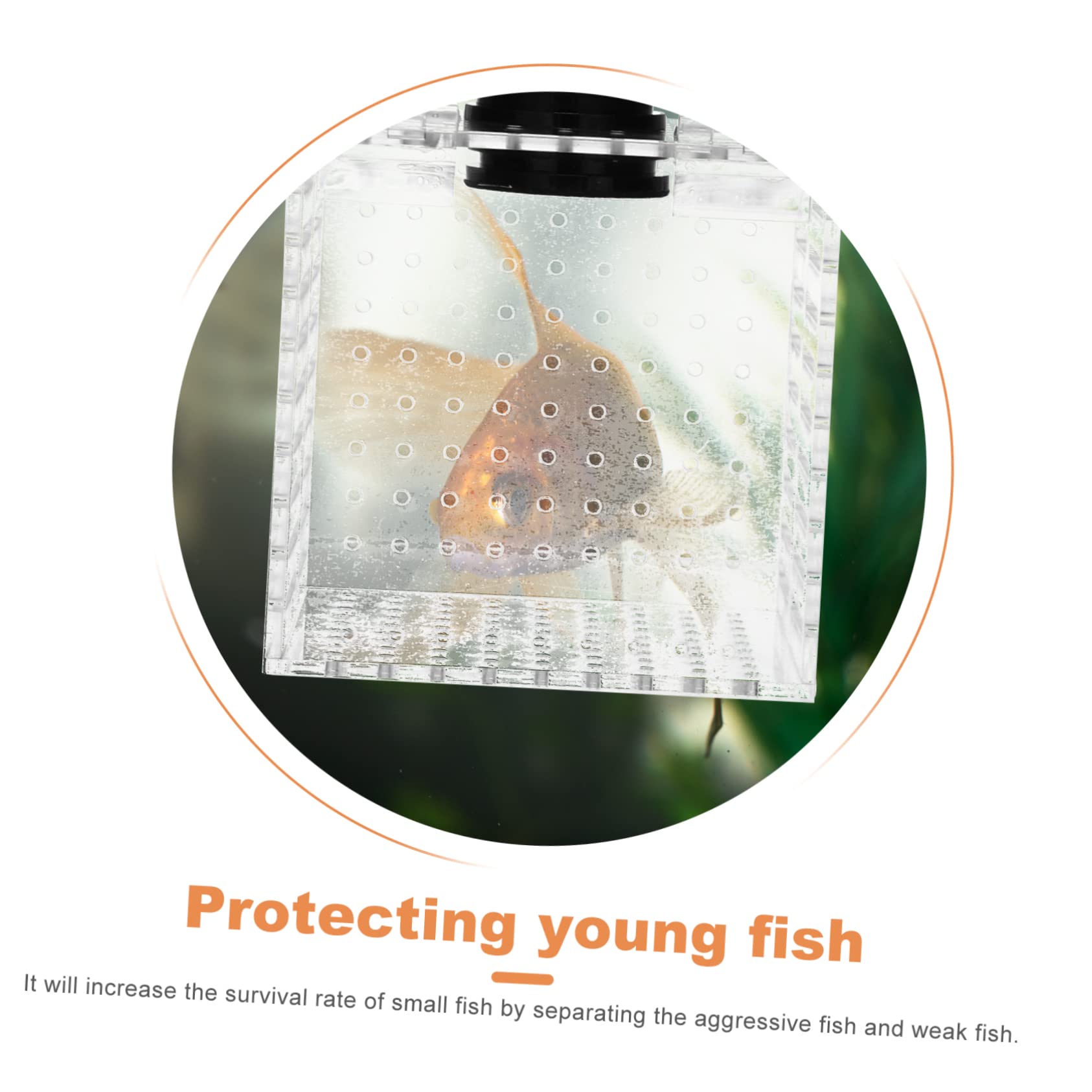 1pieza Caja De Aislamiento para Peces De Ventilación Incubadora para Cría De Peces Separador De Acuario Magnético Diseño Transparente Aumenta La Supervivencia De Alevines