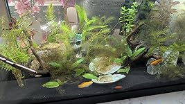 Review Image by Surya Surya