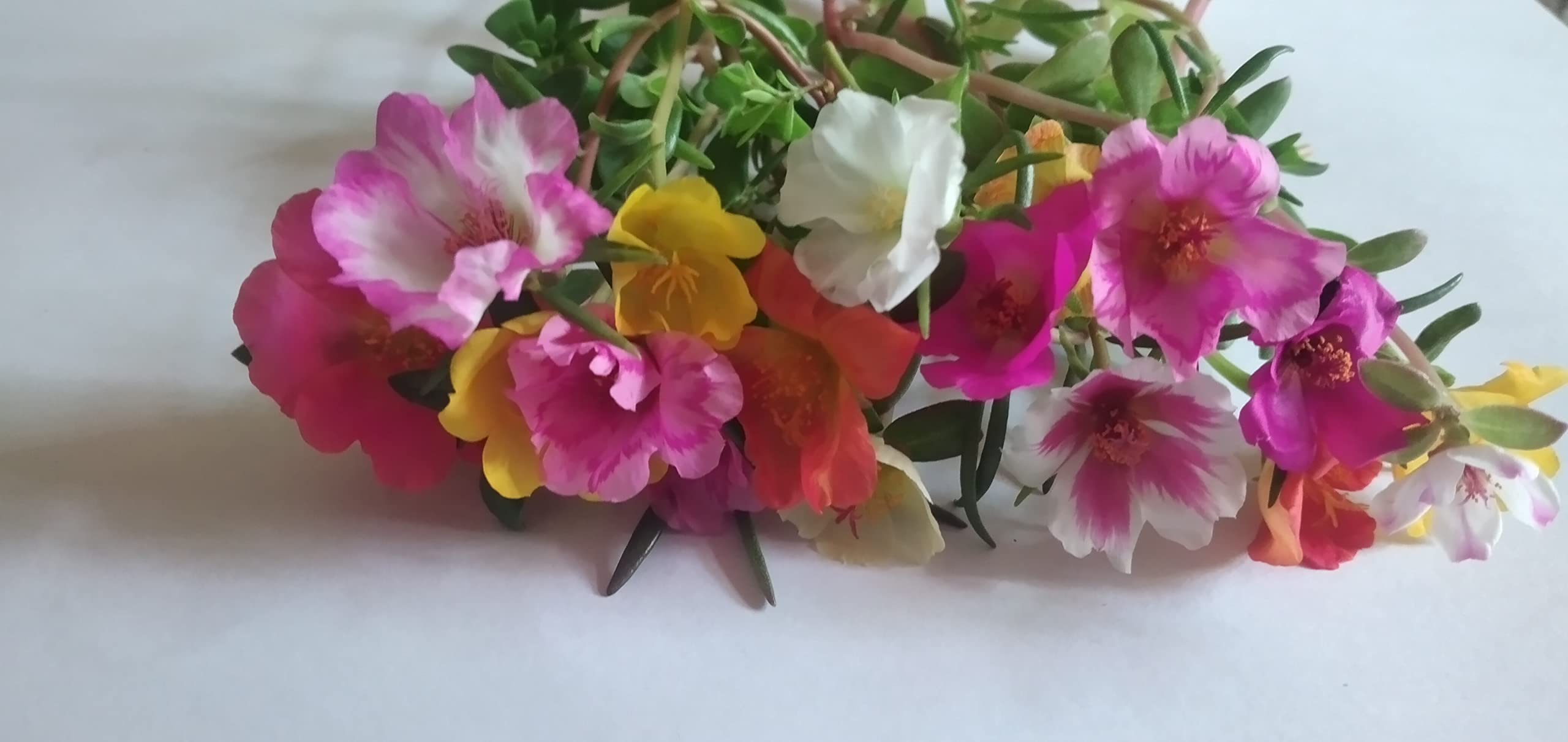 Purslane plant, single petal 8 to 10 colors live plant cuttings with or without roots,gomphrena seeds combo (B0BHPQVVXN) Amazon Price History, Amazon Price Tracker