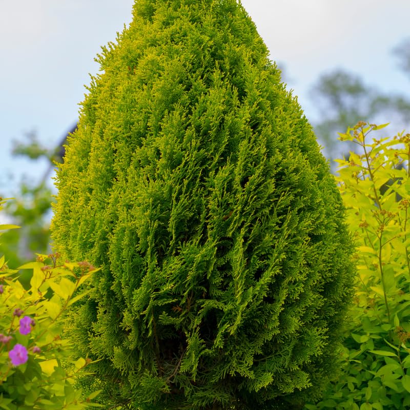 Thuya Occidental Aurea Nana - Thuja Occidentalis Aurea Nana 40/50cm Pot 8l - Plante En Pot - Exposition Soleil ou Mi-ombre Sol