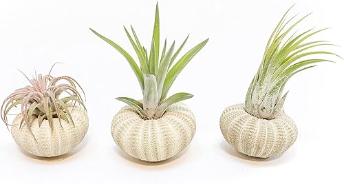 Air Plant Shop Paquete de 3 erizos de mar verde con plantas de aire surtidas - Suculentas - Tillandsia vivo - Plantas de interior y exterior de