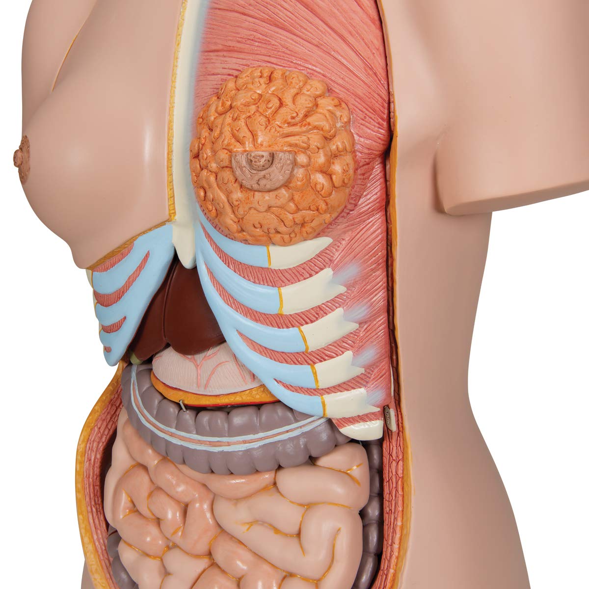 3B Scientific Deluxe-Torso-Modell, in Luxus-Ausführung, zweigeschlechtlich, mit offenem Rücken, 28-teilig, inkl. anatomischer Software „3B Smart Anatomy“ (evtl. nicht in deutscher Sprache)