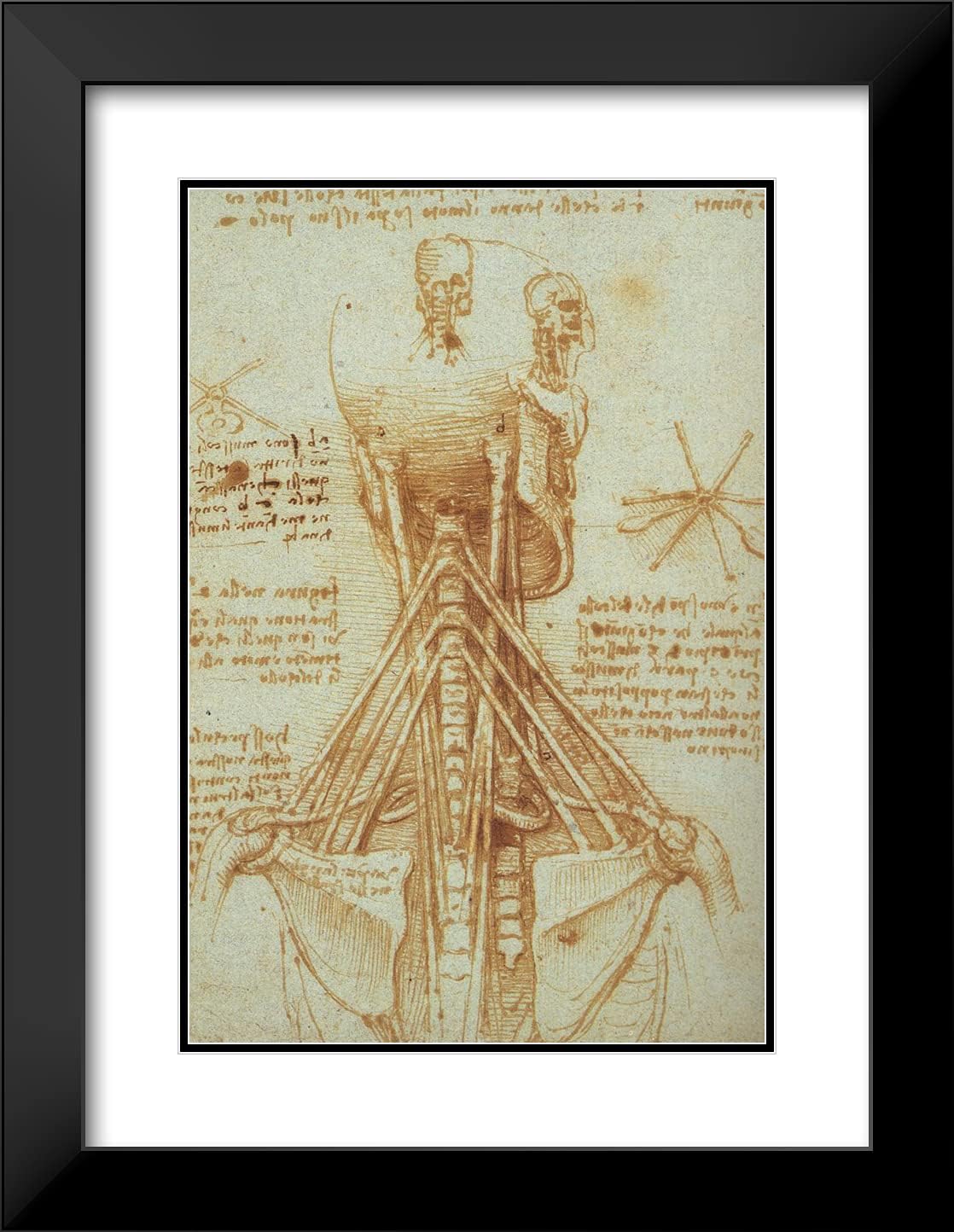 ArtDirect Da Vinci, Leonardo 19x24 Black Modern Framed Art Print with Double Matting Titled: Anatomy of the Neck