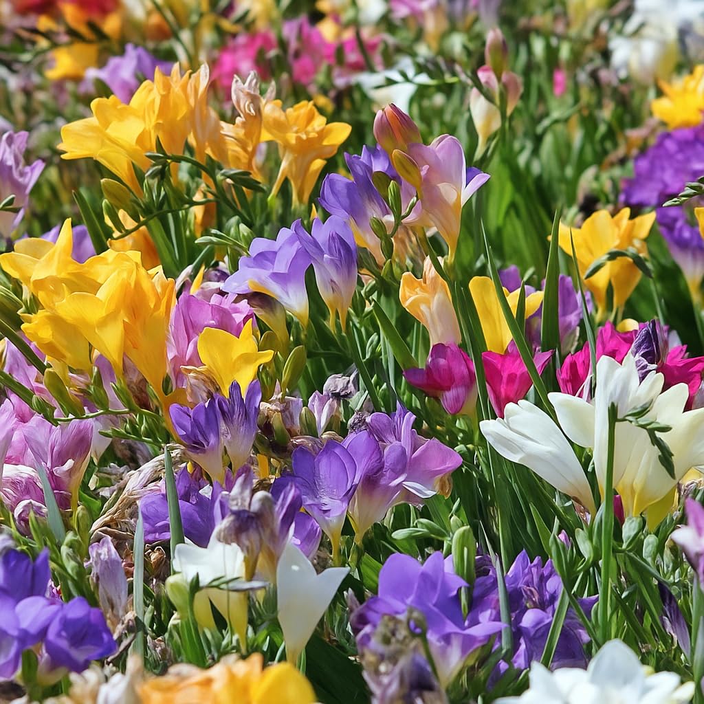30 Freesia Mixed Perennial by Touch Of ECO