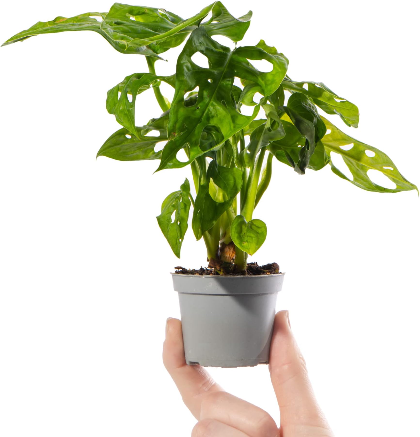 Baby Window-Leaf Monstera Plant - Monstera Obliqua Small Rare Indoor Houseplant in 6cm Pot | Mini Plant with Perforated Foliage | for Home and Office | Grow Your Own Baby Plants