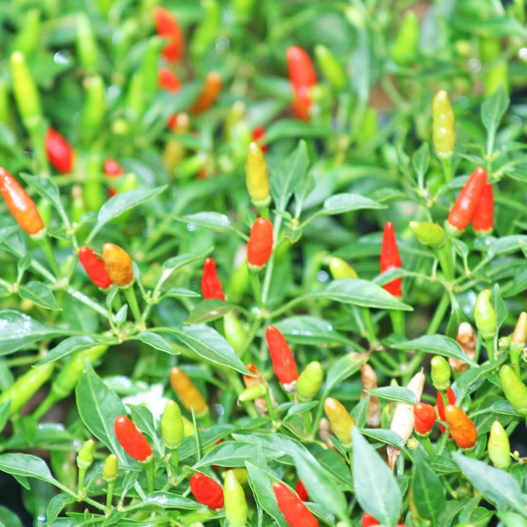 Buy Thai Bird Eye Chilli Vegetable for Gardening Thai chili, Bird's