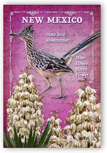 NUEVO MÉXICO BIRD AND FLOWER juego de 20 postales idénticas. Tarjetas postales con símbolos estatales NM. Fabricado en Estados Unidos.
