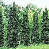 Thuja Green Giant Arborvitae Tree/Shrub - 5-10" Tall Live Plant - 2.5" Pot - Evergreen Hedge/Bush - Thuja standishii x plicata 'Green Giant'