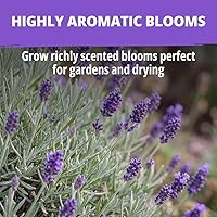 Vista 213 de HOME GROWN Semillas de diente de león para plantar 600 semillas de hierbas medicinales tradicionales (~ 0.01 oz) sin OMG cultivan hojas y flores