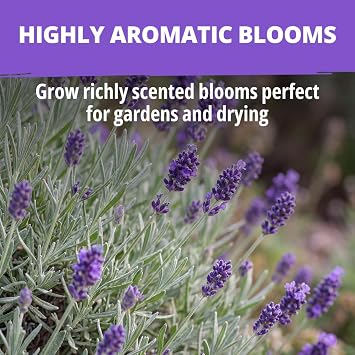 HOME GROWN Non GMO English Lavender Seeds 1,500+ Wildflower Seed for Planting Indoor/Outdoor, High Germination, Plant Flower Seeds (Lavandula antustifolia)