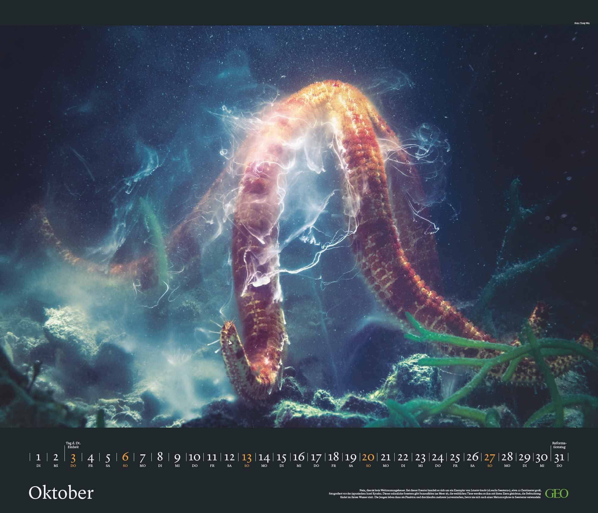 GEO Edition: Tierwelten 2024 - Wand-Kalender - Tier-Kalender - 70x60: Posterkalender, Mittel