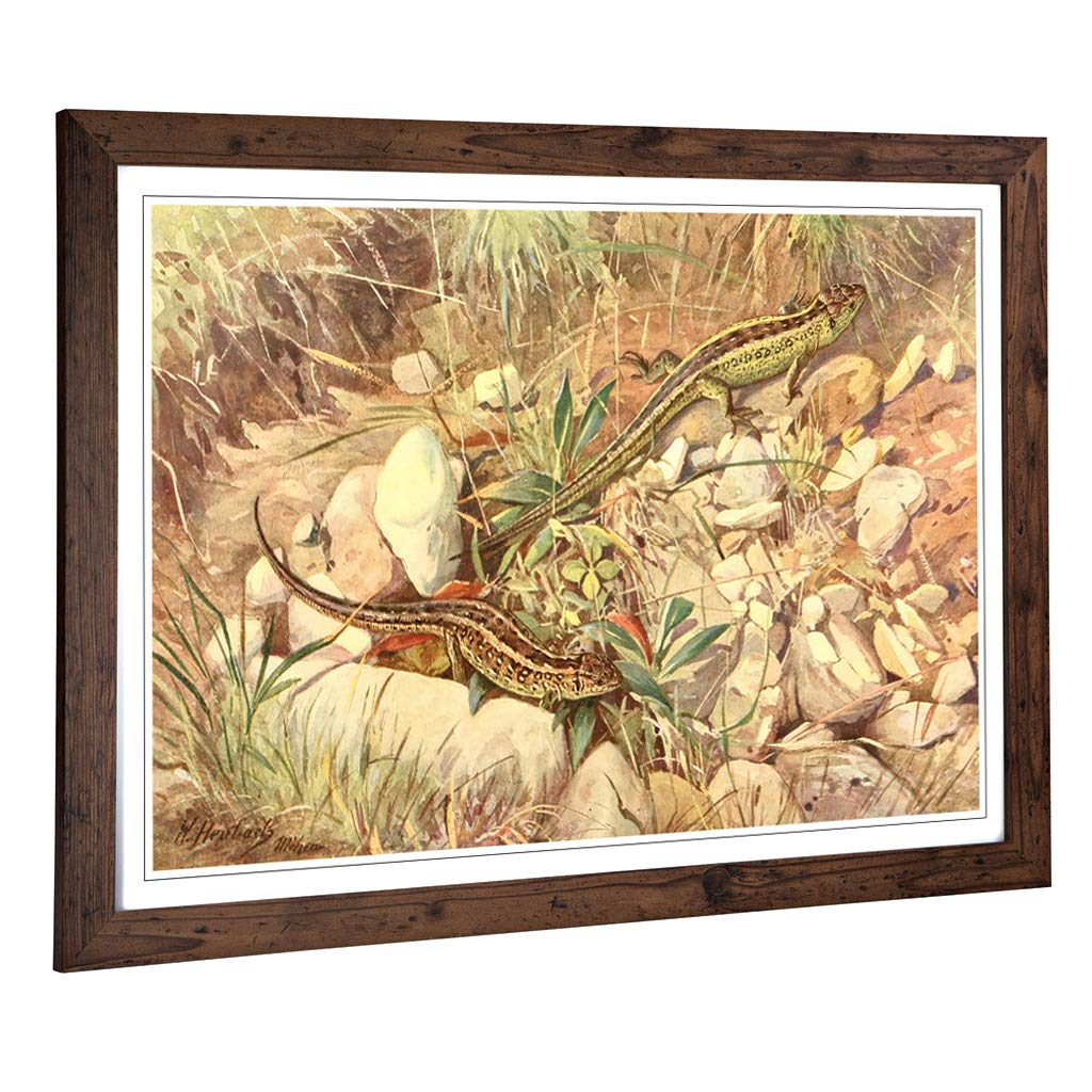 Big Box Art Framed Print of Vintage Heubach. Walter Sand Lizard Design | Wall Art Picture | Home Decor for Kitchen, Living Room, Bedroom, Hallway, Walnut, A2 / 24.5x18 Inch / 62x45cm