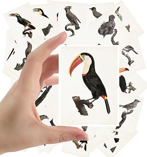 Calcomanías grandes, 24 piezas (2.5 x 3.5 pulgadas cada una) hermosas pinturas de Tucans y otros pájaros, postales vintage, póster de ilustración de