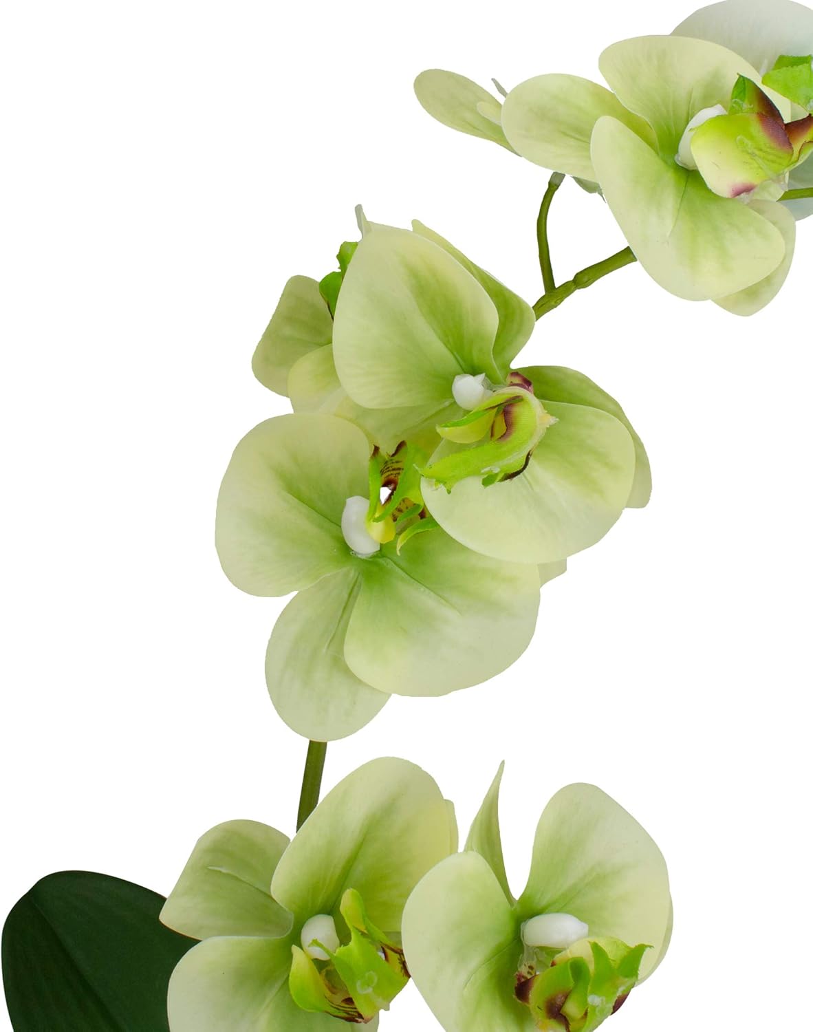 Northlight Real Touch™Artificial Orchid Potted Plant - 14" - Green