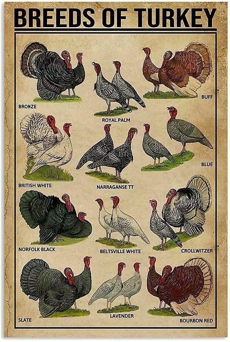 Peiyeety Tinsign-3 Turkey Knowledge Metal Poster Breeds Of Turkey Printing Tin Sign Farm School Cafe Kitchen Home Art Wall Decoration Plaque 8"X12"