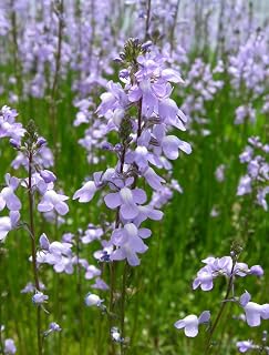 100 Blue Toadflax Linaria Canadensis Seeds