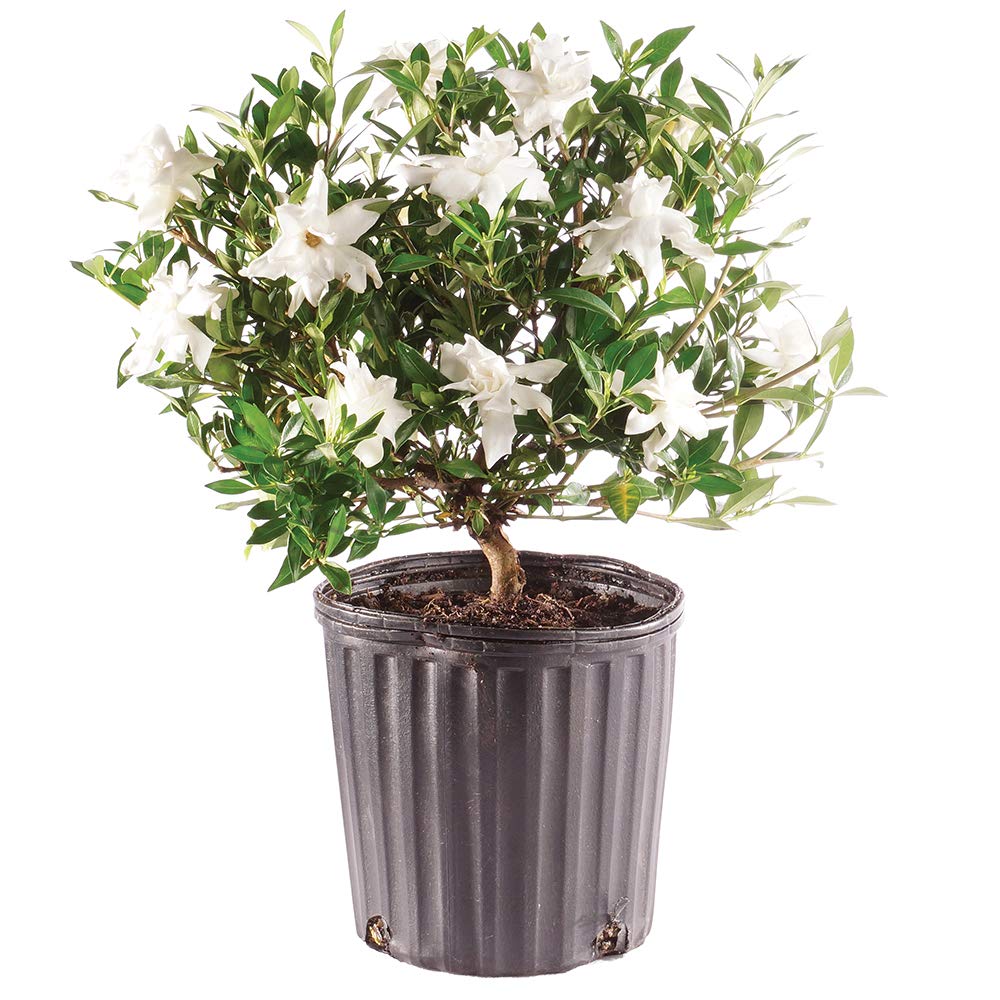 Brussel's Bonsai Gardenia