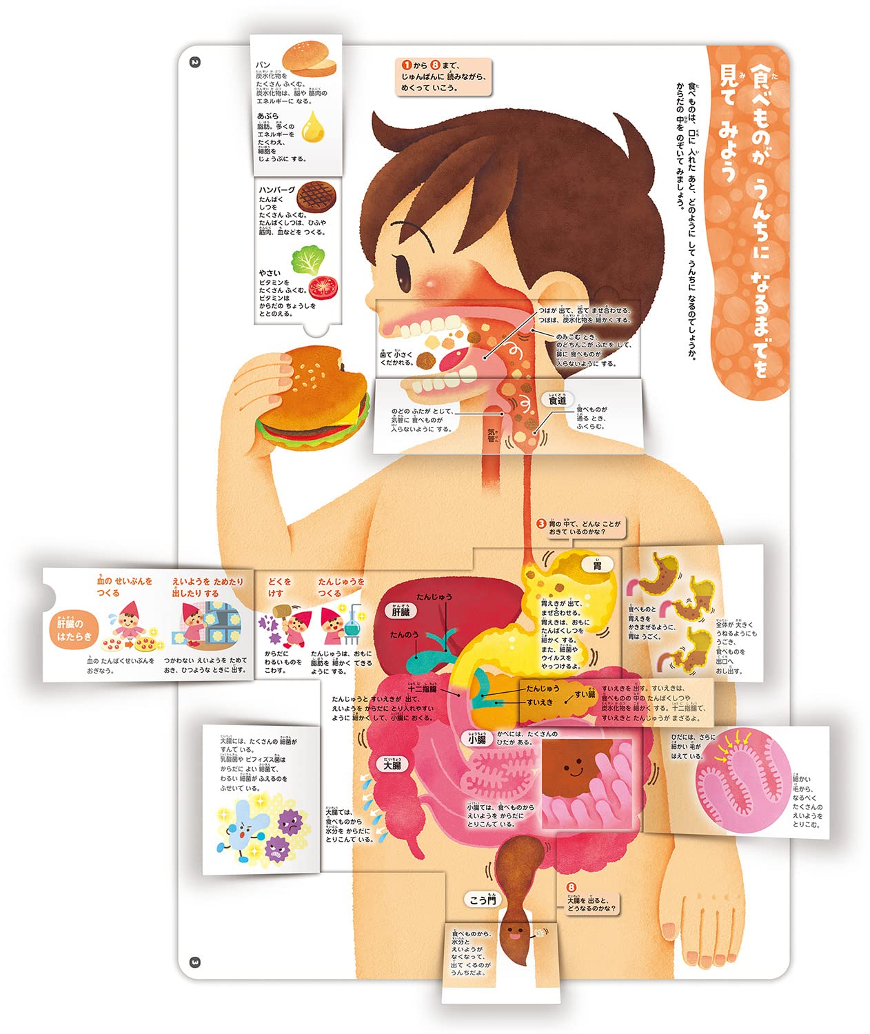 からだのしくみ図鑑 めくって学べる 阿部和厚 本 通販 Amazon からだのしくみ図鑑 めくって学べる 阿部和厚 本 通販 Amazon