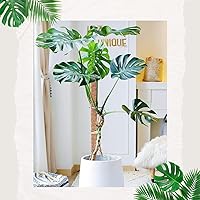 Vista 6 de Paquete de 2 postes de musgo para plantas Monstera – Postes de musgo de 25 pulgadas para plantas trepadoras Monstera, estacas de poste de musgo