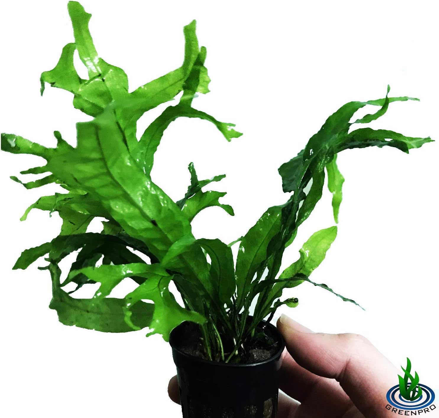 Amazon.com: Java Fern Microsorum Pteropus Easy Low Light Live Aquarium ...