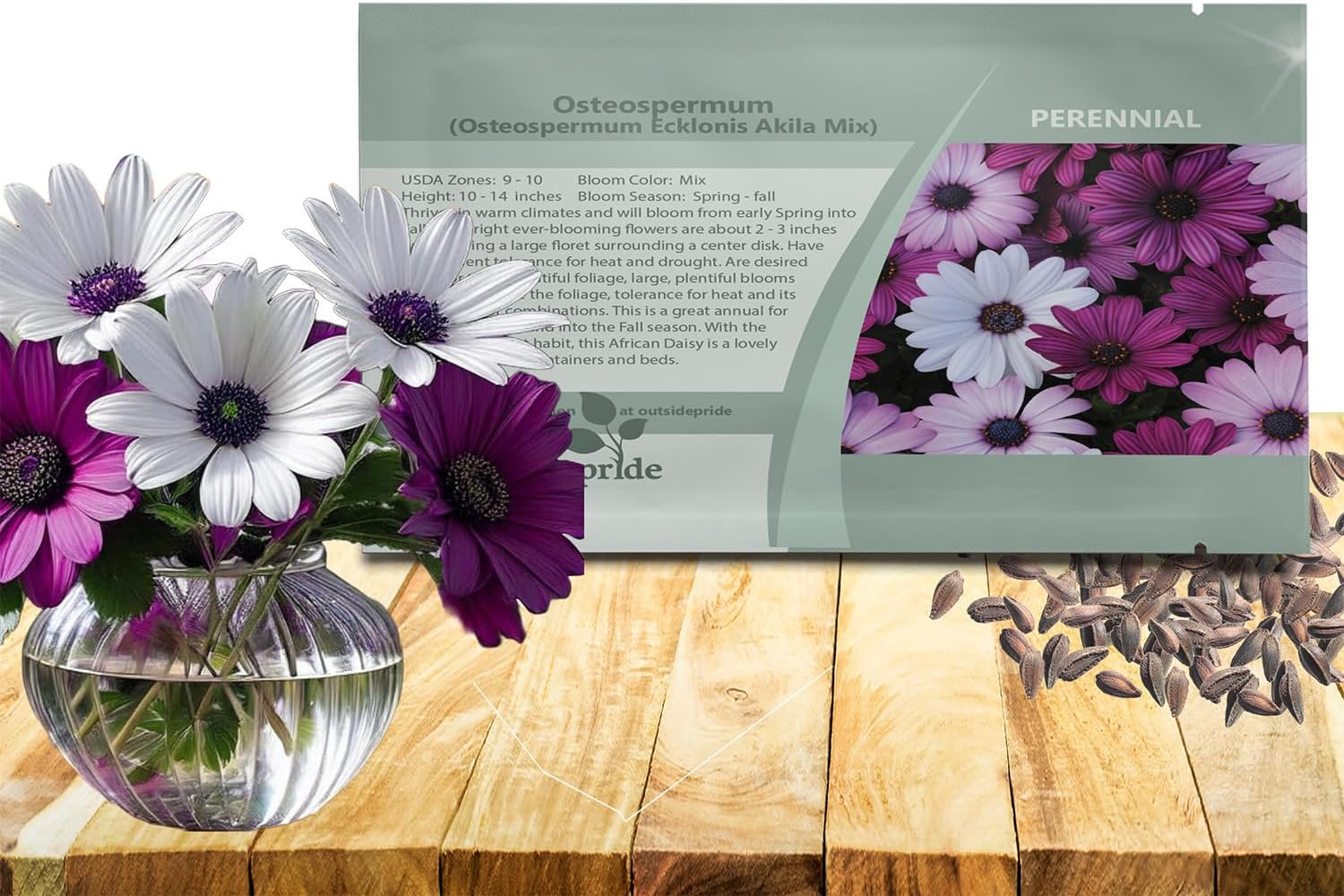 Outsidepride Akila Mix Osteospermum African Daisy Seeds - 10 Pcs. Perennial Flower Seeds for Planting Outdoors with Long-Lasting Blooms, Drought-Tolerant, Easy to Grow for Sunny Gardens & Borders