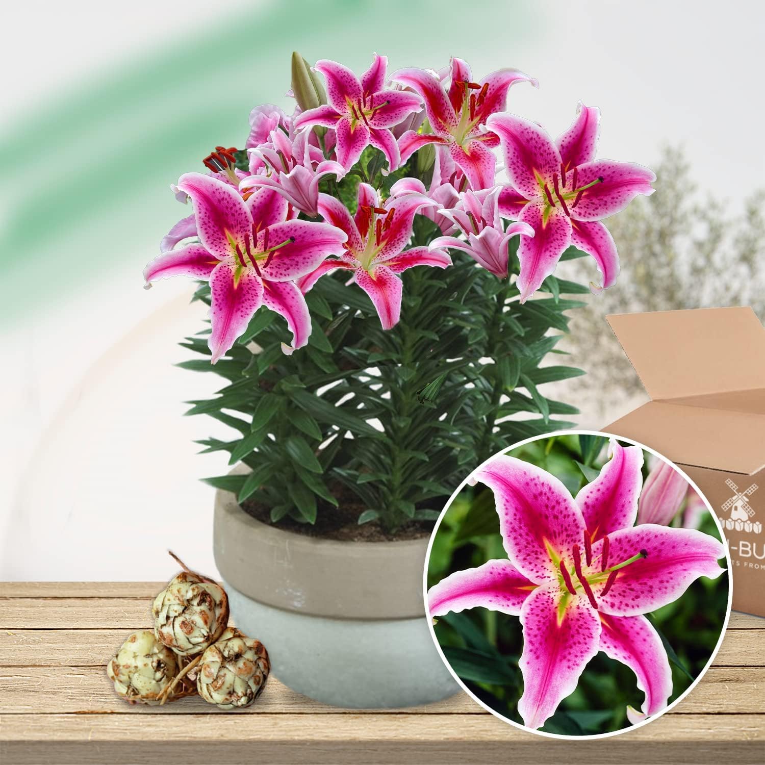 Peonia Coral Passion - Pianta Perenne Per Giardino O Vaso - Radice Singola - Resistente Al Freddo - Foto 11