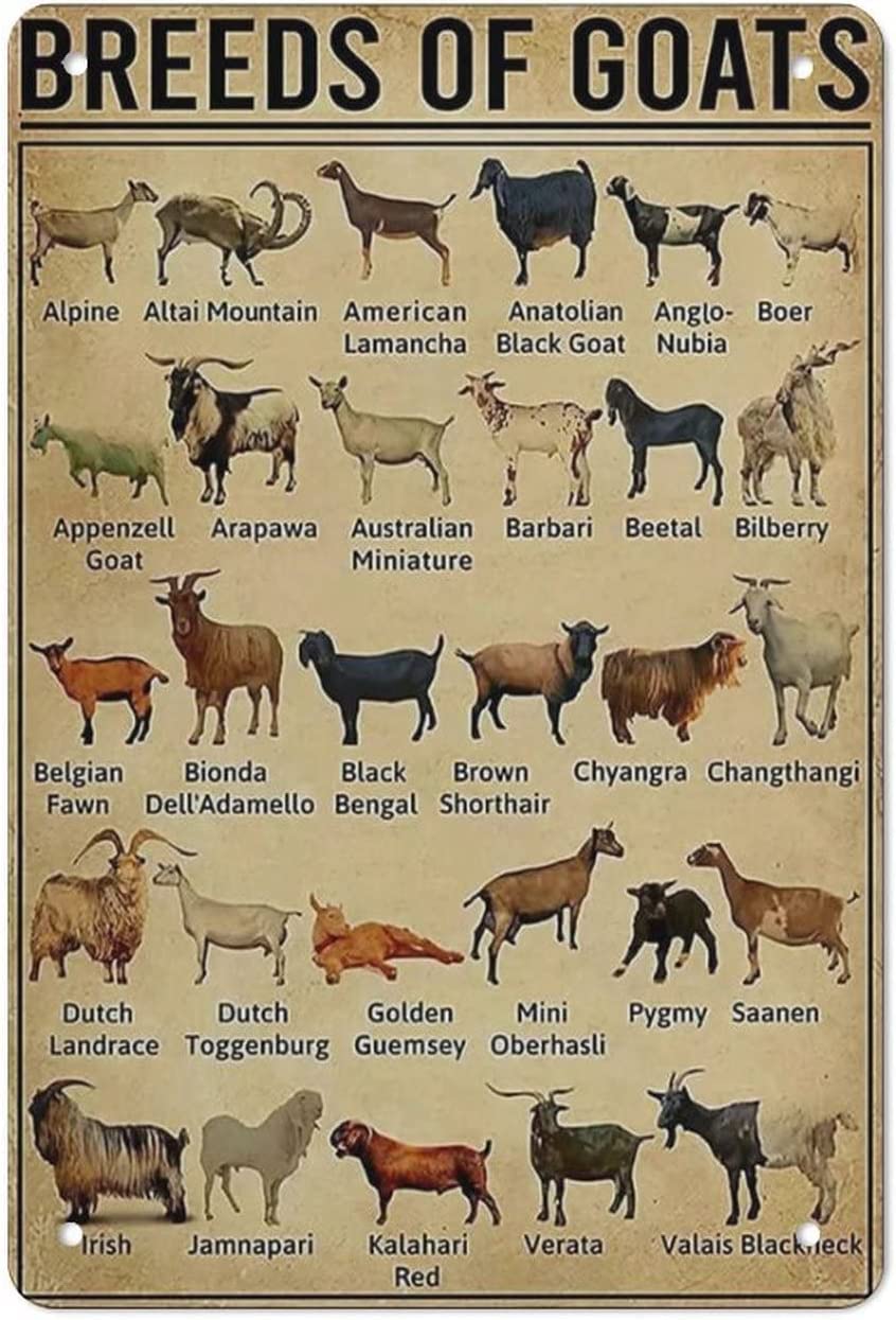 rayprint Goat Knowledge Metal Tin Sign Vintage Breeds Of Goats Learning Metal Poster Chic Retro Sign Club Living Room School Home Decor Knowledge Aluminum Sign Gift 12x16 Inch