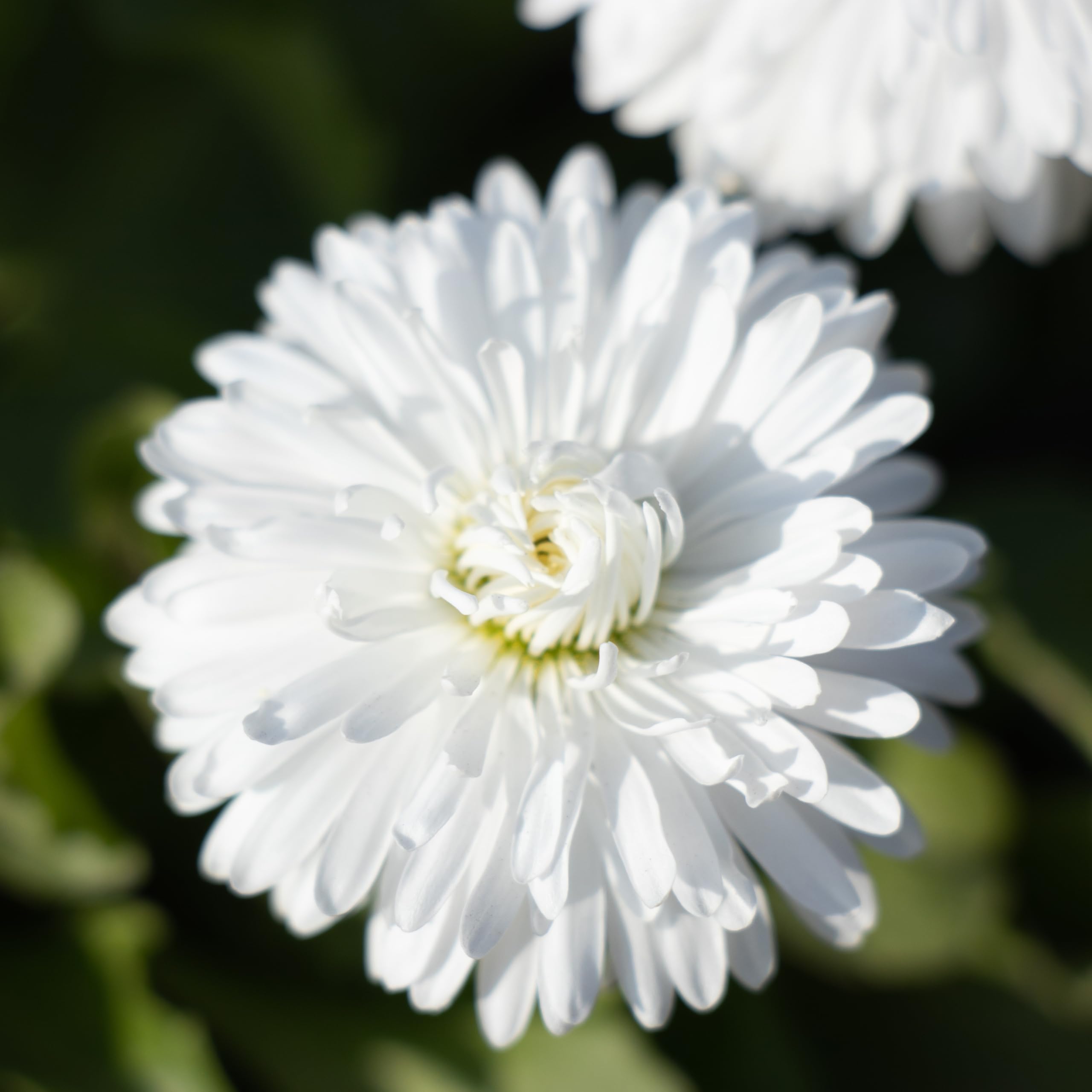 PREMIER SEEDS DIRECT - Bellis PERENNIS AVE - White - Large Flowered (20,000 Seeds)