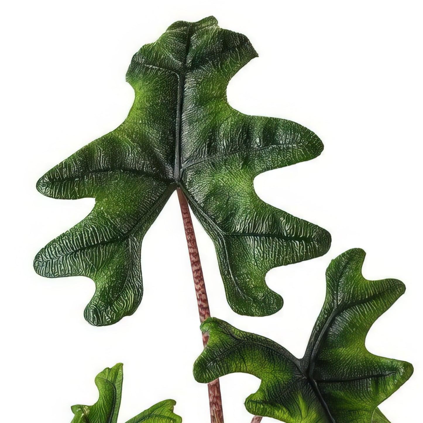 Alocasia Jacklyn - 12cm Topf x 30cm Höhe, tropische Zimmerpflanze, frische Topfpflanze, grüner Blickfang für Wohnzimmer, Bad, Büro, exotisches Blattmuster, natürliche Zimmerdeko