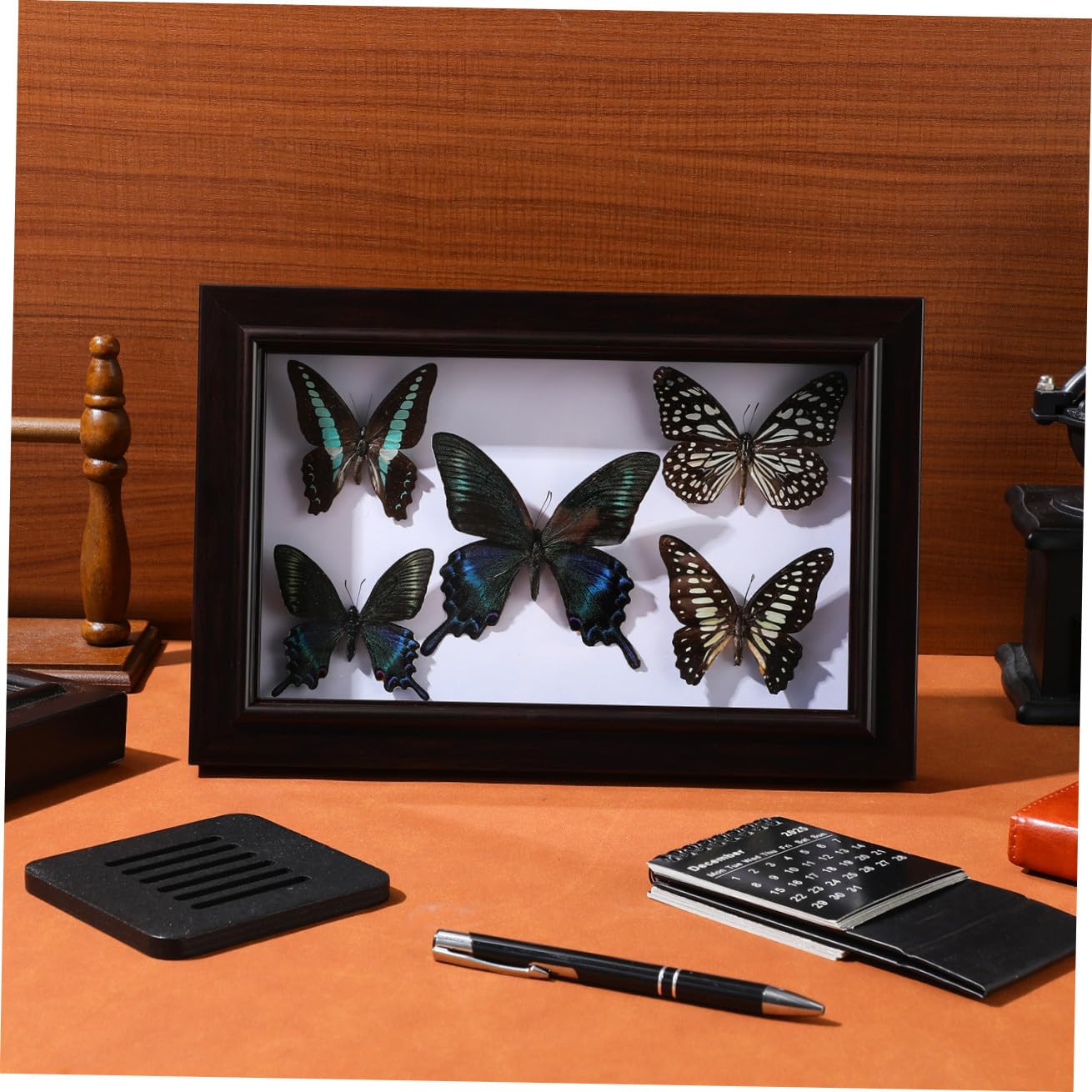 Marco de Exhibición de Mariposas Tapa Transparente y Madera Resistente, Decoración de Pared Hogar y Obsequio para Coleccionistas