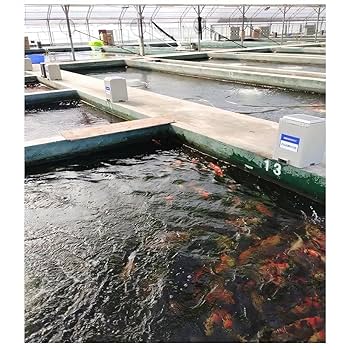 Amazon | 鯉道 自動給餌器 自動給餌機 錦鯉 魚 19L容量 8kg餌