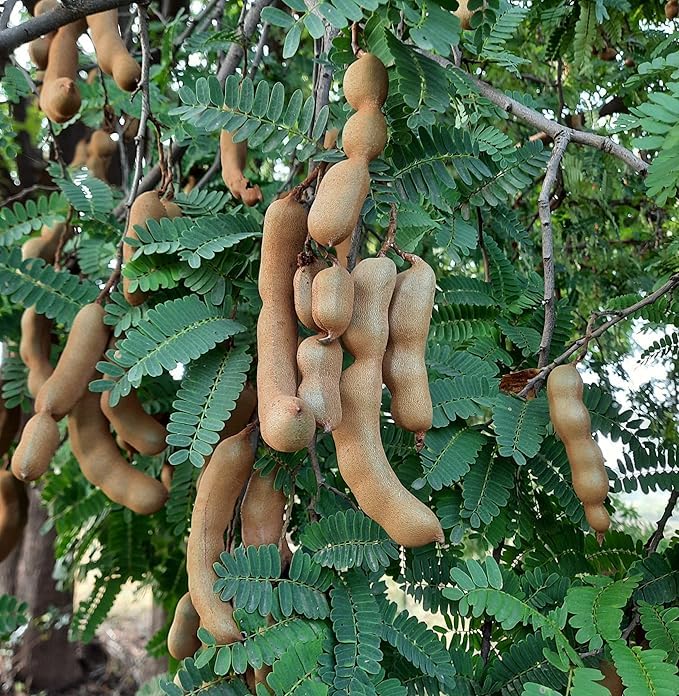 Live Sweet Tamarind/Imli Hybrid Fruit Plant & Tree – Outdoor Gardening Pack of 1 – Healthy Grafted Sapling for Home Garden & Farm – Fast Growing, High Yield Variety – Ready to Plant