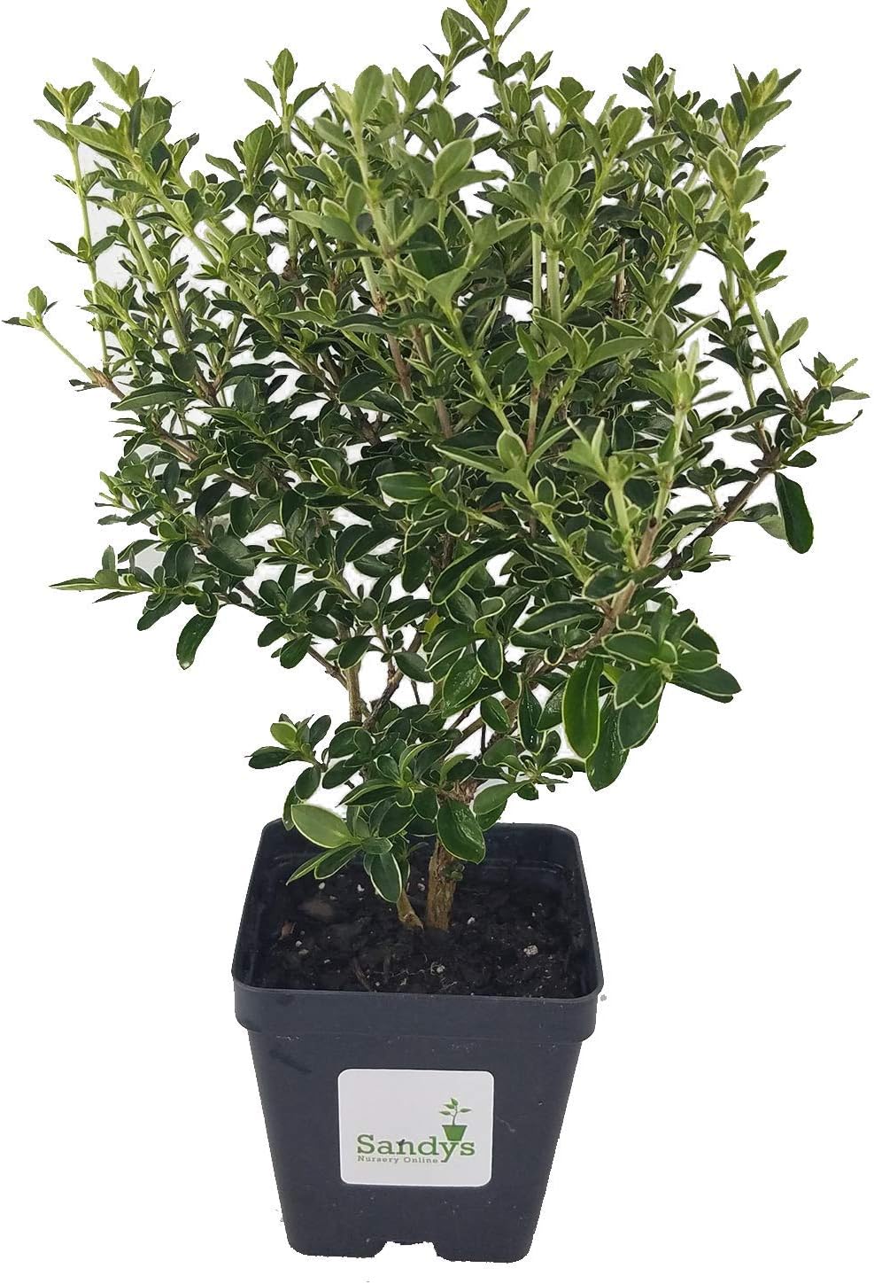 Serissa Japonica Snowrose Review: Tree of a Thousand Stars Plant for Bonsai, Hedges & Indoor Gardens